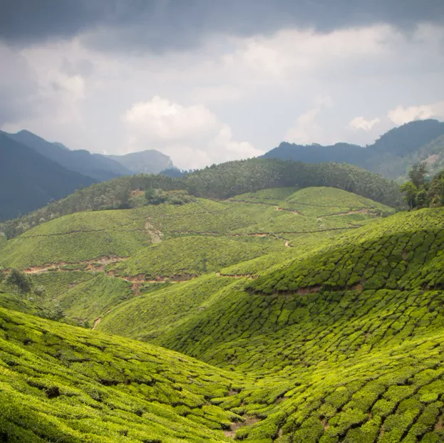 Tea estates at Munnar