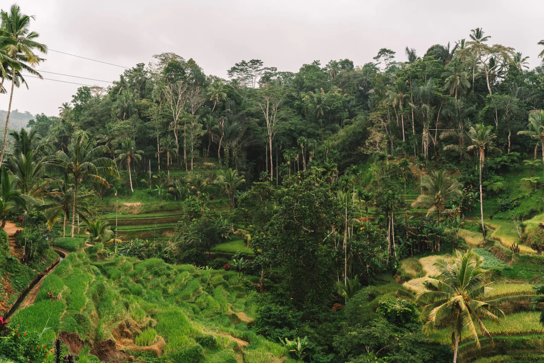 Stunning view of verdant rice terraces surrounded by tropical forests in Bali, Indonesia.