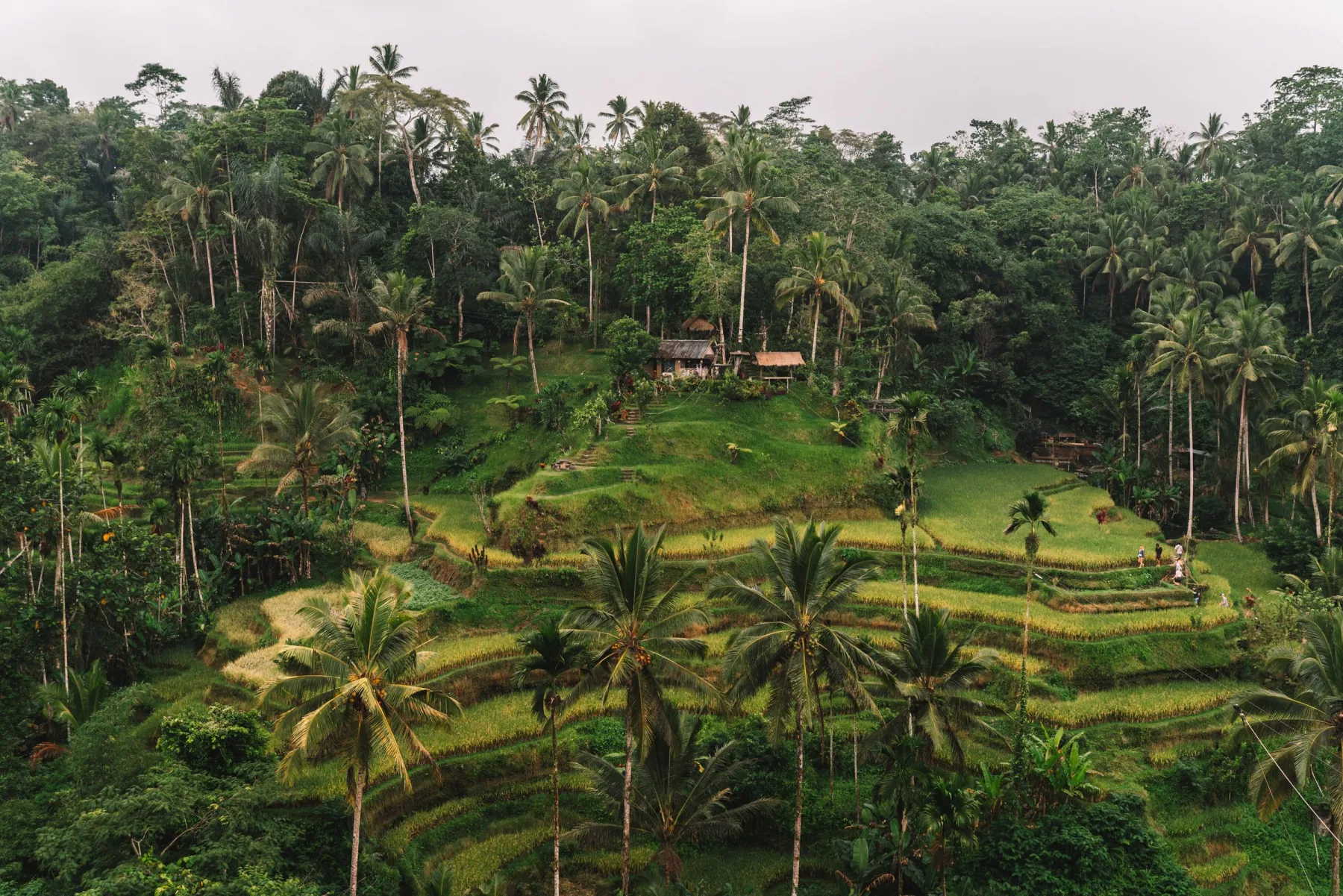 Explore the stunning terraced rice fields of Ubud, Bali, showcasing vibrant greenery and serene landscapes.