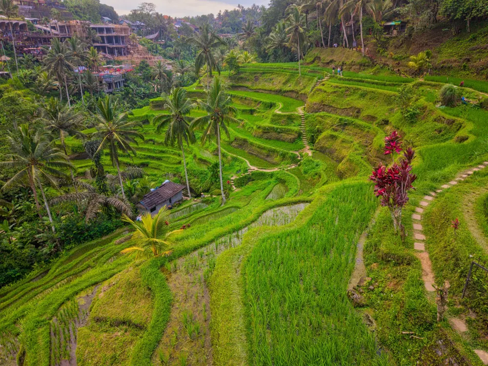 Aerial view of beautiful rice terraces in Bali, showcasing lush greenery and tropical scenery.