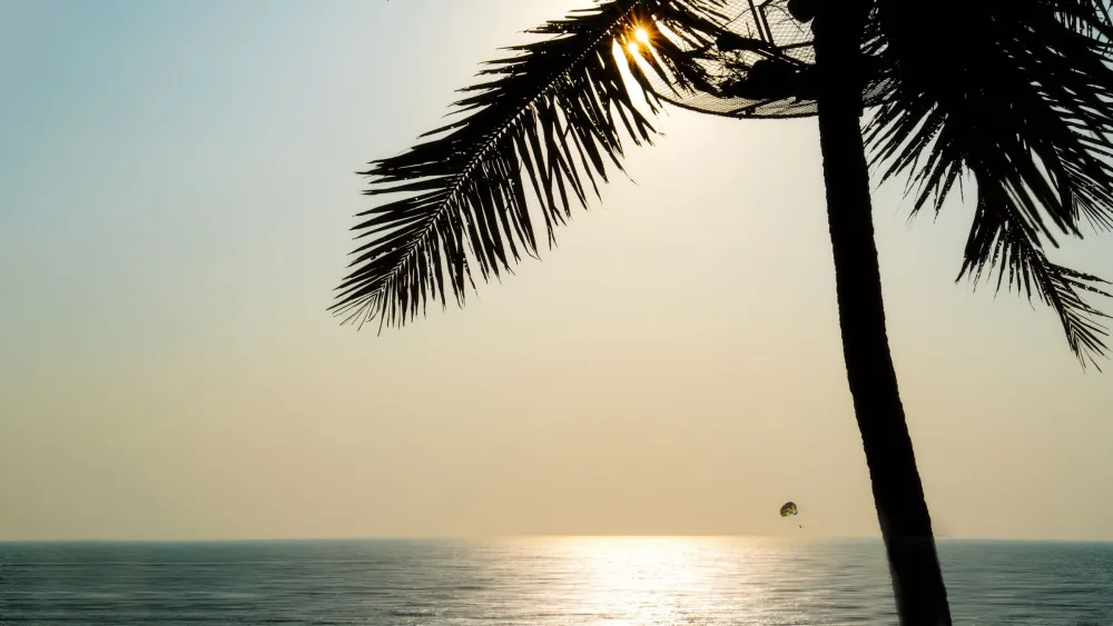 A tranquil beach scene in Goa, India with a palm tree silhouette and parasailing in the distance during sunset.