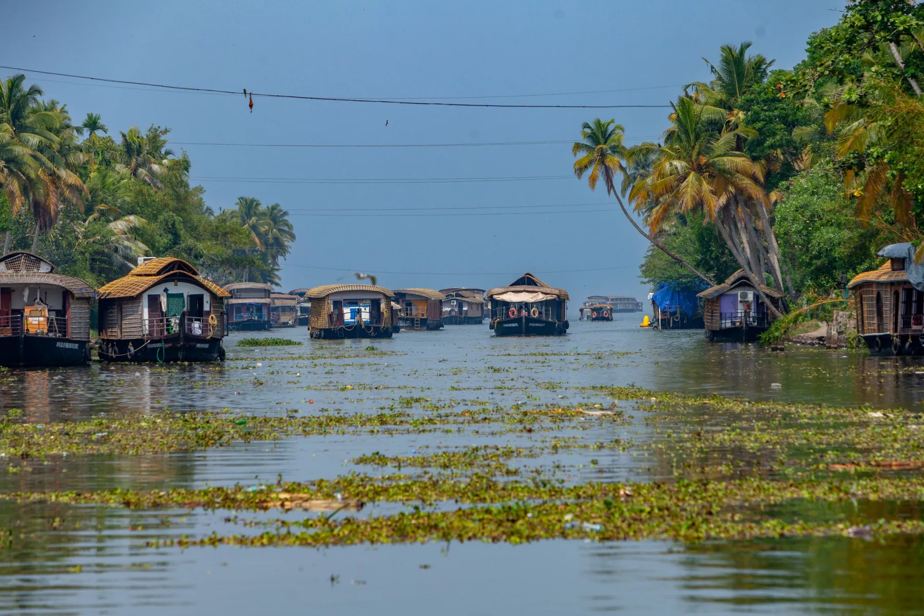 Picturesque houseboats float on Alappuzha's tranquil backwaters in Kerala, India, amidst lush greenery.