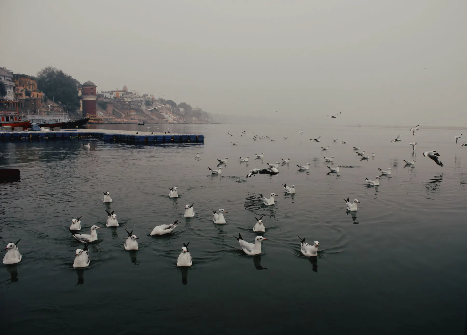 A serene view of seagulls floating on the Ganges River in Varanasi, India during a misty day.